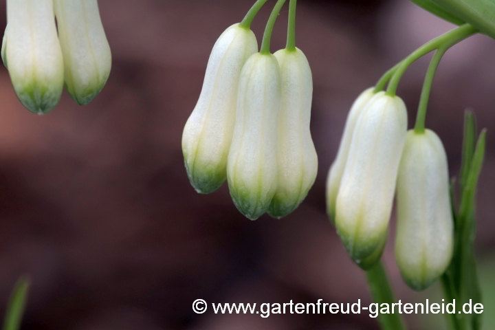 Polygonatum odoratum var. pluriflorum 'Variegatum' – Weißrandige Weißwurz, Blüten