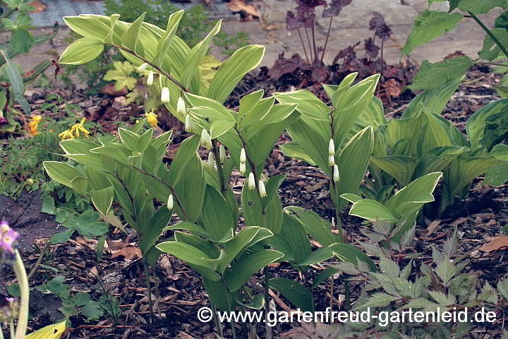 Polygonatum odoratum var. pluriflorum 'Variegatum' – Weißrandige Weißwurz