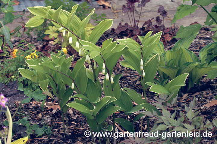 Polygonatum odoratum var. pluriflorum 'Variegatum' – Weißrandige Weißwurz