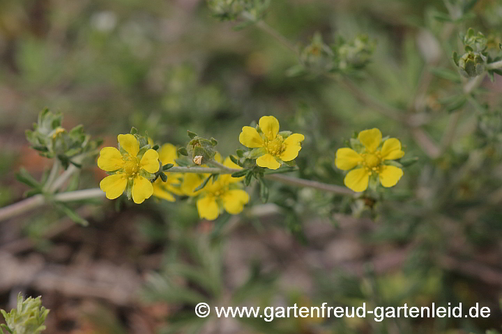 Potentilla argentea – Silber-Fingerkraut, Blütenstand