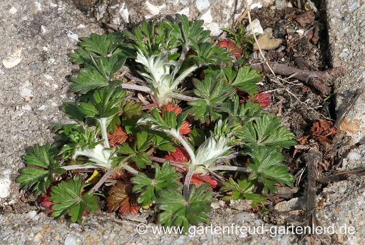 Potentilla argentea (Silber-Fingerkraut) – Austrieb