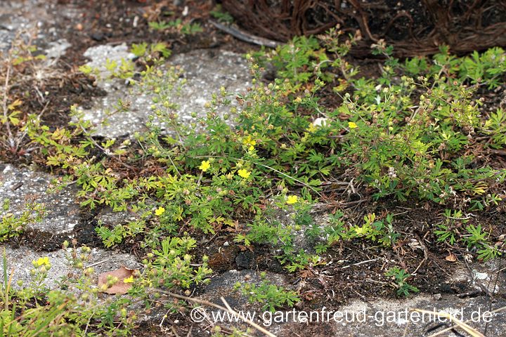 Potentilla argentea – Silber-Fingerkraut