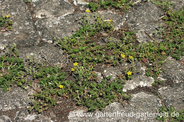 Potentilla argentea – Silber-Fingerkraut, Blütenstand