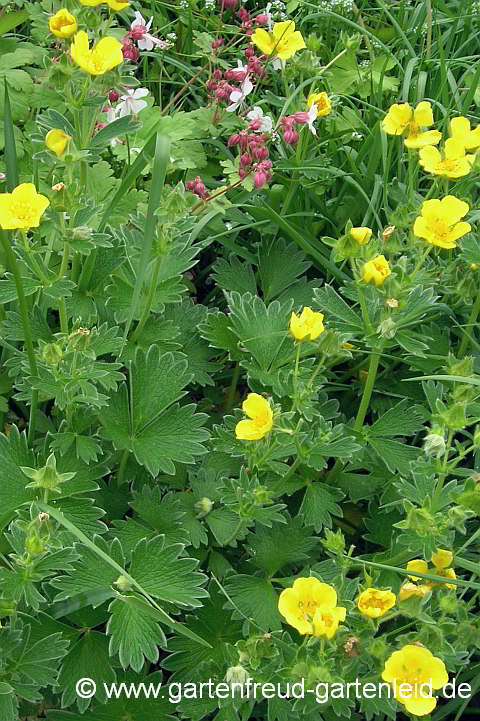 Potentilla megalantha (Japanisches Fingerkraut) mit Geranium macrorrhizum 'Spessart' (Felsen-Storchschnabel)