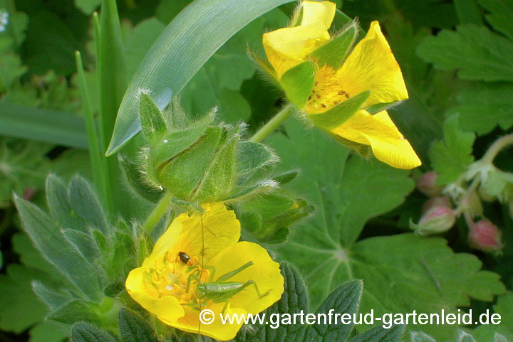 Potentilla megalantha – Großblütiges Fingerkraut mit Heupferd