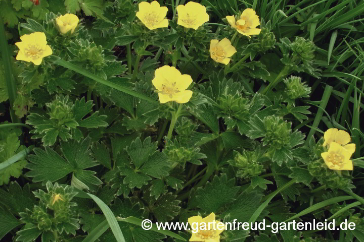 Potentilla megalantha – Japanisches Fingerkraut, Großblütiges Fingerkraut