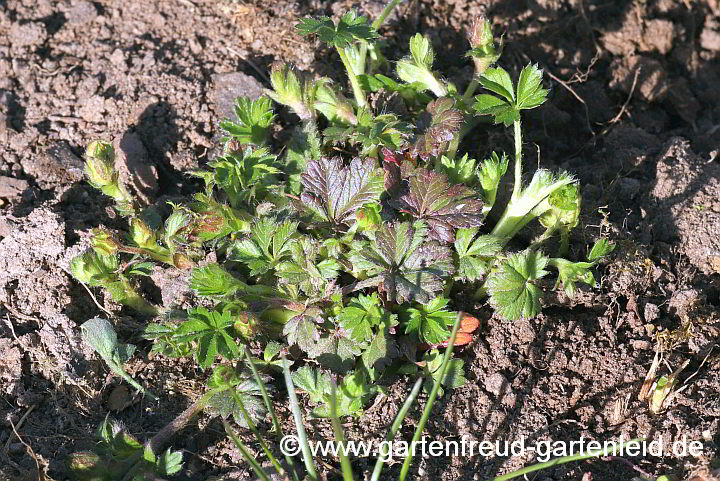 Potentilla neumanniana – Frühlings-Fingerkraut, Jungpflanze