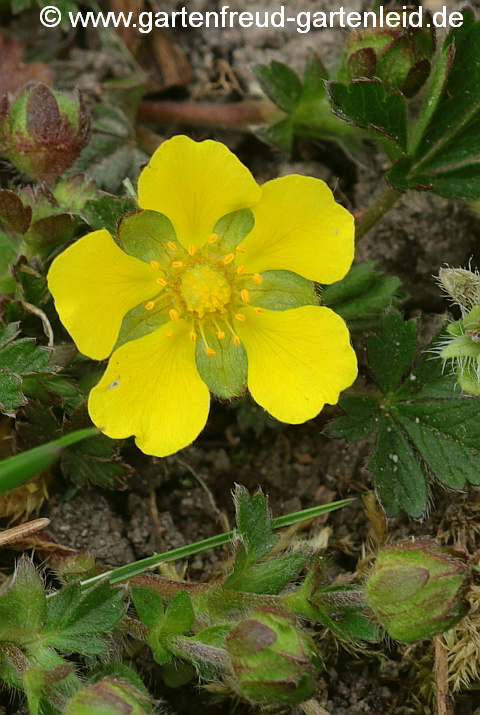 Potentilla neumanniana – Frühlings-Fingerkraut, Blüte