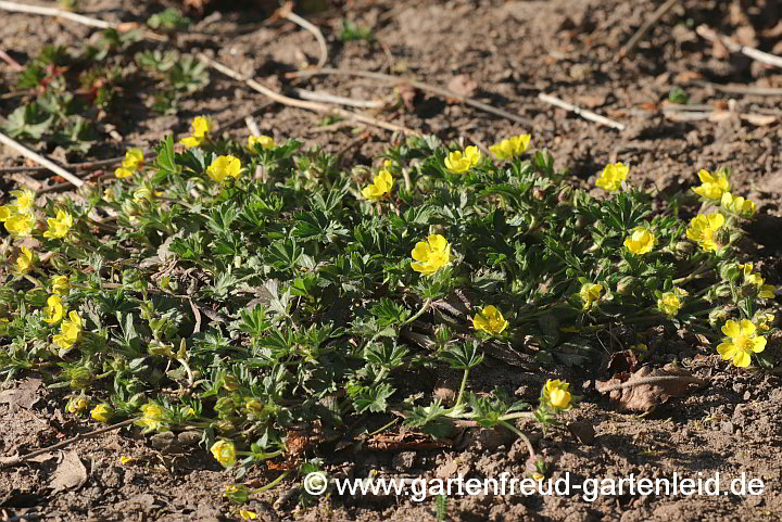 Potentilla neumanniana – Frühlings-Fingerkraut