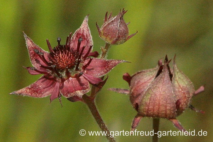 Potentilla palustris – Sumpf-Fingerkraut bzw. Blutauge, Blüte
