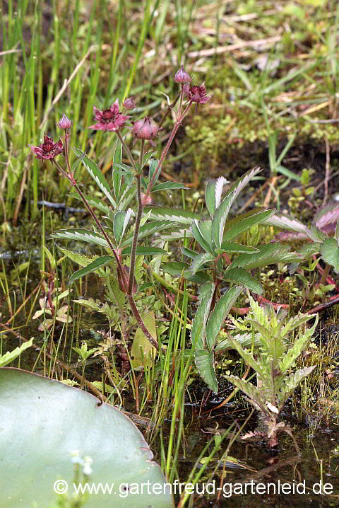 Potentilla palustris – Sumpf-Fingerkraut bzw. Blutauge, Blüte