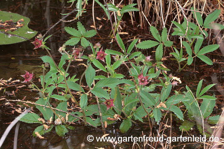 Potentilla palustris – Sumpf-Fingerkraut, Blutauge