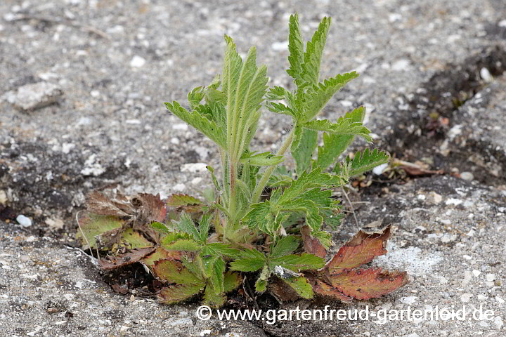 Potentilla recta ( Aufrechtes Fingerkraut) – Austrieb