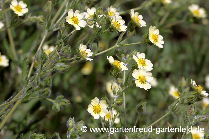 Potentilla recta – Aufrechtes Fingerkraut, Blüten