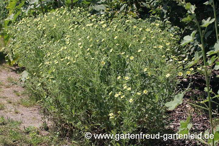 Potentilla recta – Aufrechtes Fingerkraut