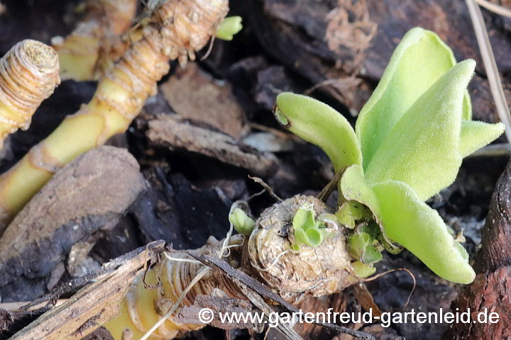 Primula auricula (Gewöhnliche Alpen-Aurikel) – Austrieb