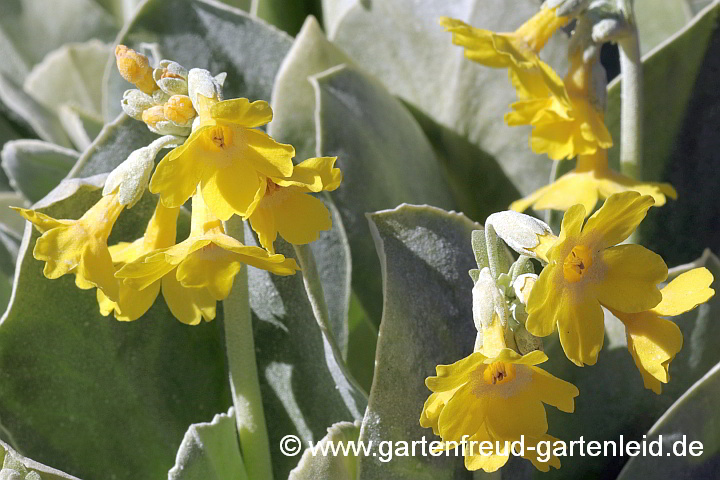 Primula auricula – Gewöhnliche Alpen-Aurikel, Blüten