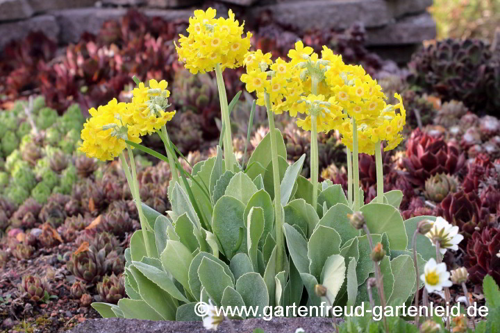Primula auricula – Gewöhnliche Alpen-Aurikel