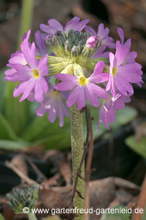 Primula denticulata – Kugel-Primel, Blütenstand