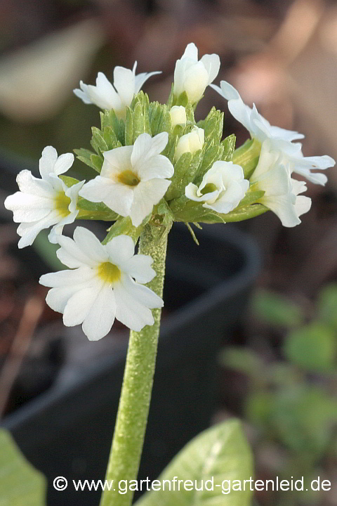 Primula denticulata – Kugel-Primel
