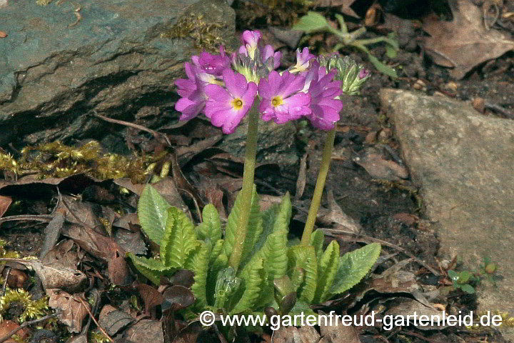 Primula denticulata – Kugel-Primel
