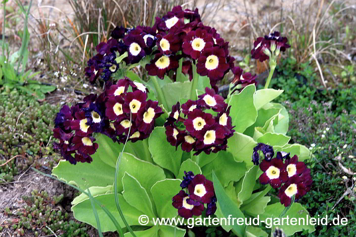 Primula x pubescens – Garten-Aurikel
