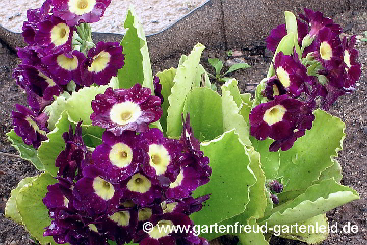 Primula x pubescens – Garten-Aurikel