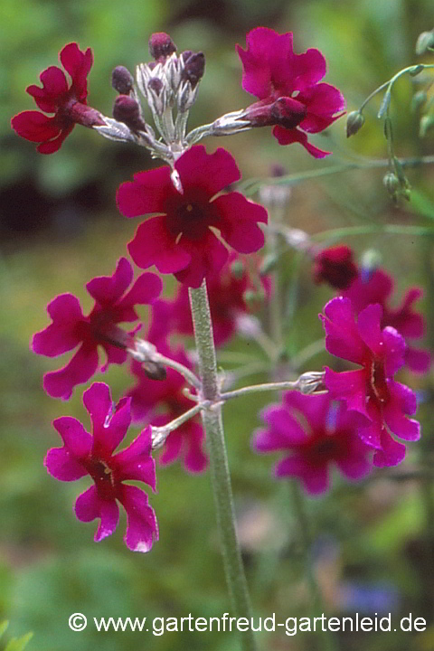 Primula pulverulenta – Bemehlte Etagen-Primel, Blütenstand
