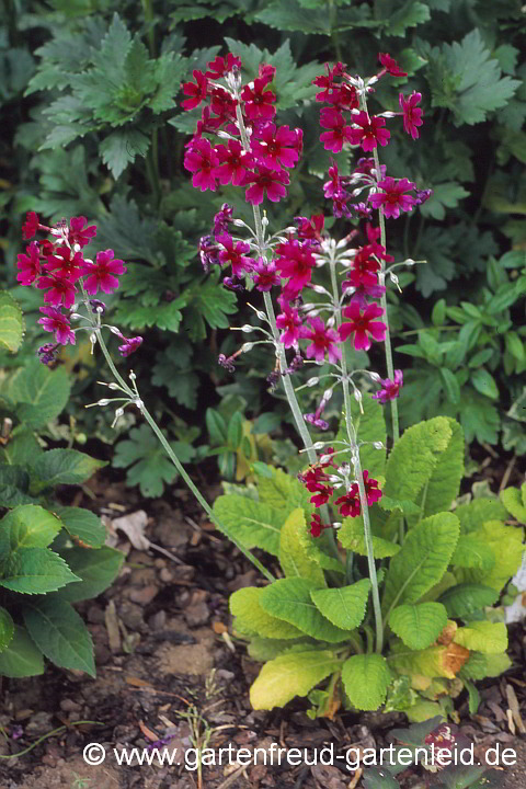 Primula pulverulenta – Sichuan-Primel, Bemehlte Etagen-Primel