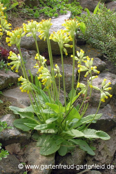 Primula veris – Wiesen-Schlüsselblume, Apotheker-Primel