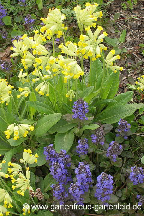 Primula veris (Wiesen-Schlüsselblume) mit Ajuga reptans 'Atropurpurea' (Kriechender Günsel)