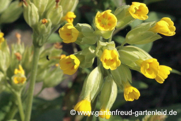 Primula veris – Wiesen-Schlüsselblume, Apotheker-Primel