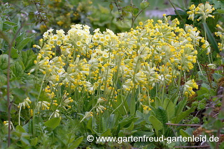Primula veris – Wiesen-Schlüsselblume, Apotheker-Primel
