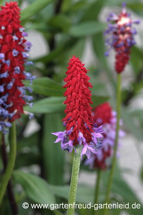 Primula vialii – Orchideen-Primel
