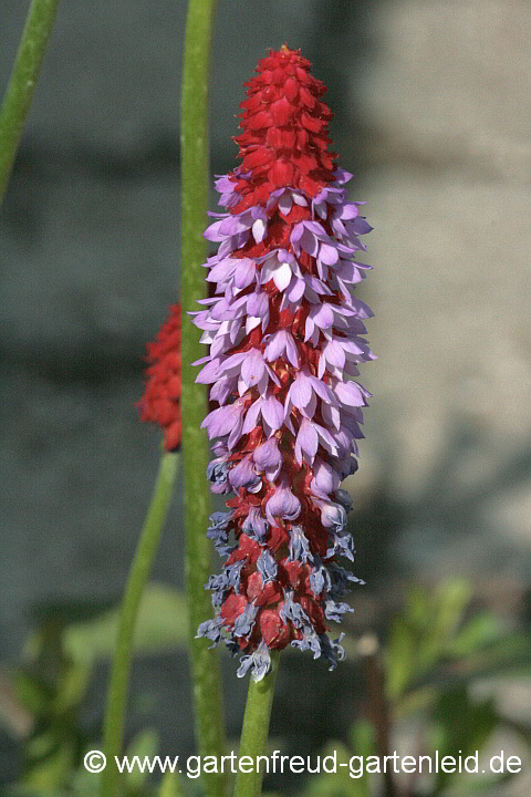 Primula vialii – Orchideen-Primel, Blütenstand