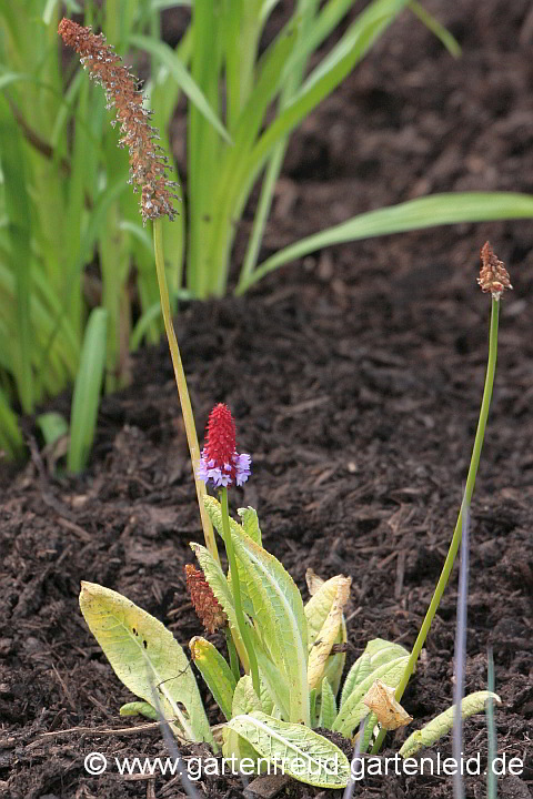 Primula vialii – Orchideen-Primel