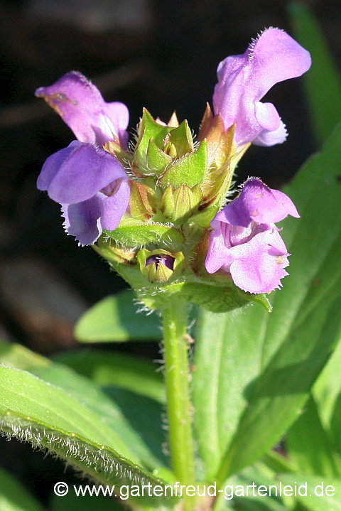 Prunella grandiflora – Große Braunelle, Blüten