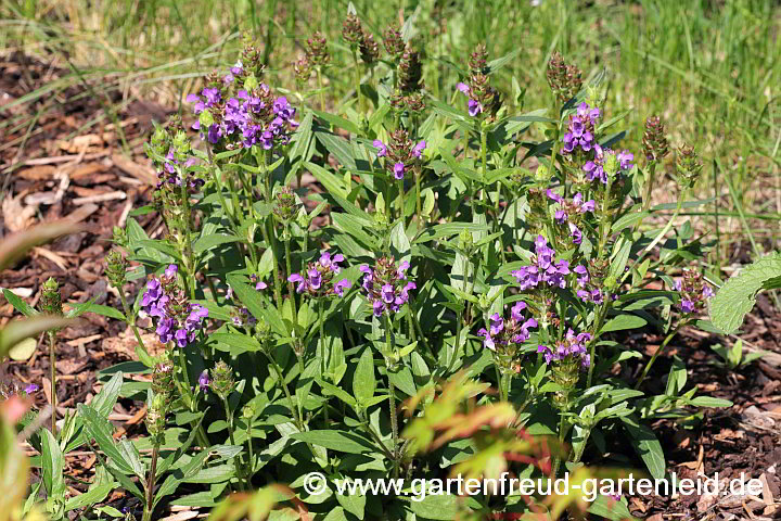 Prunella grandiflora – Große Braunelle