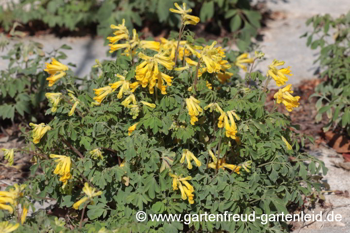 Pseudofumaria lutea – Gelber Scheinlerchensporn