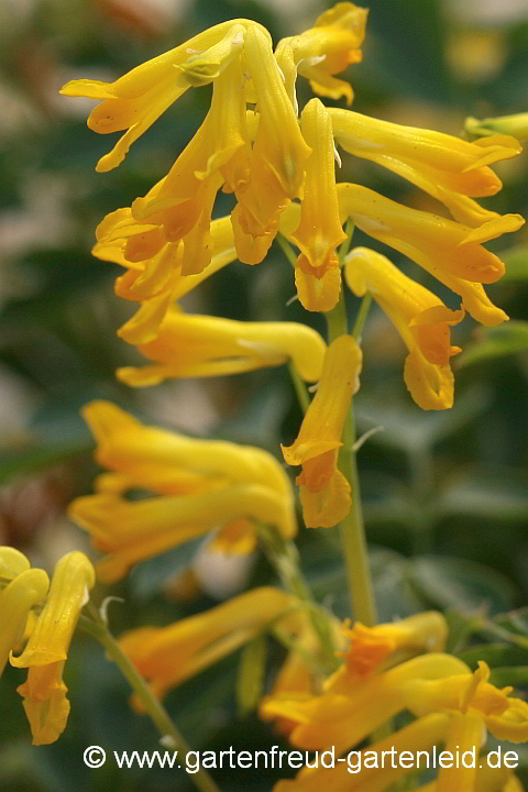 Pseudofumaria lutea – Gelber Scheinlerchensporn, Blüten