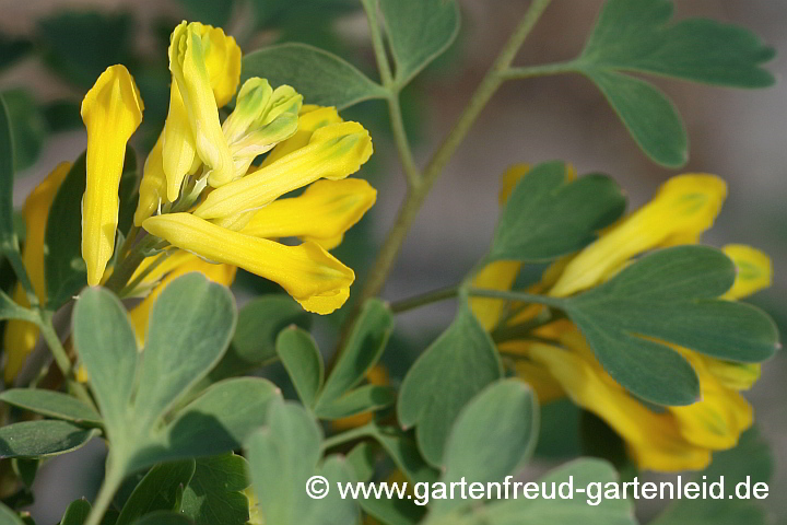 Pseudofumaria lutea – Gelber Scheinlerchensporn, Knospen