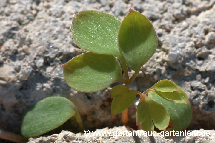 Pseudofumaria lutea (Gelber Scheinlerchensporn) – Sämling