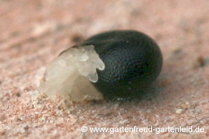 Pseudofumaria lutea (Gelber Scheinlerchensporn) – Samenkorn mit Elaiosom