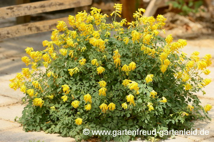 Pseudofumaria lutea – Gelber Scheinlerchensporn