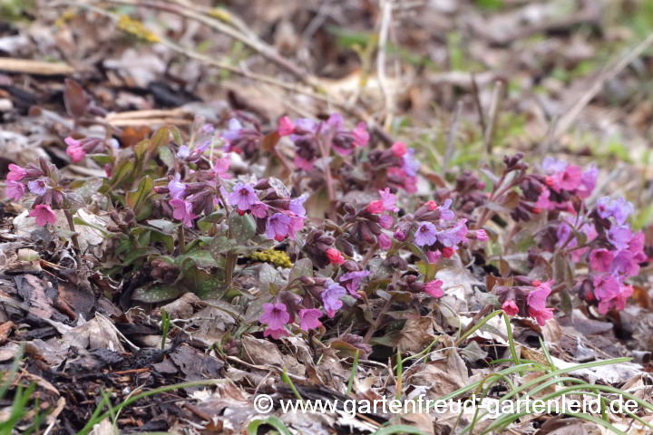 Pulmonaria officinalis – Echtes Lungenkraut