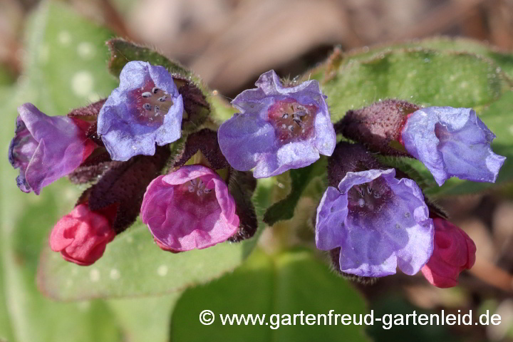 Pulmonaria officinalis – Kleingeflecktes Lungenkraut, Blüten