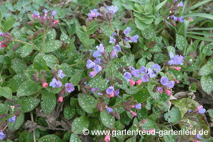 Pulmonaria officinalis – Echtes Lungenkraut