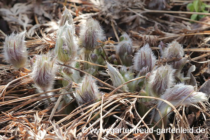 Pulsatilla vulgaris (Gewöhnliche Küchenschelle) – Austrieb