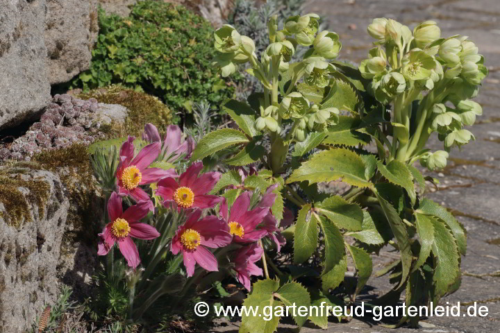 Pulsatilla vulgaris mit Helleborus argutifolius – Gewöhnliche Küchenschelle mit Korsischer Nieswurz