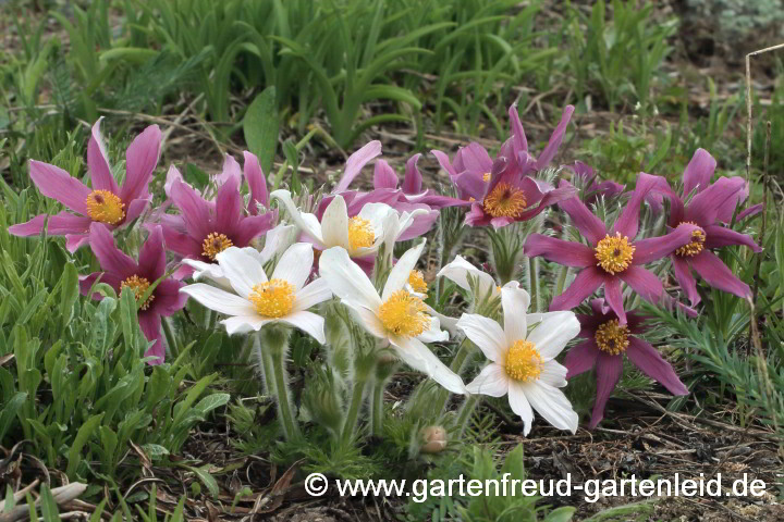 Pulsatilla vulgaris – Gewöhnliche Küchenschelle